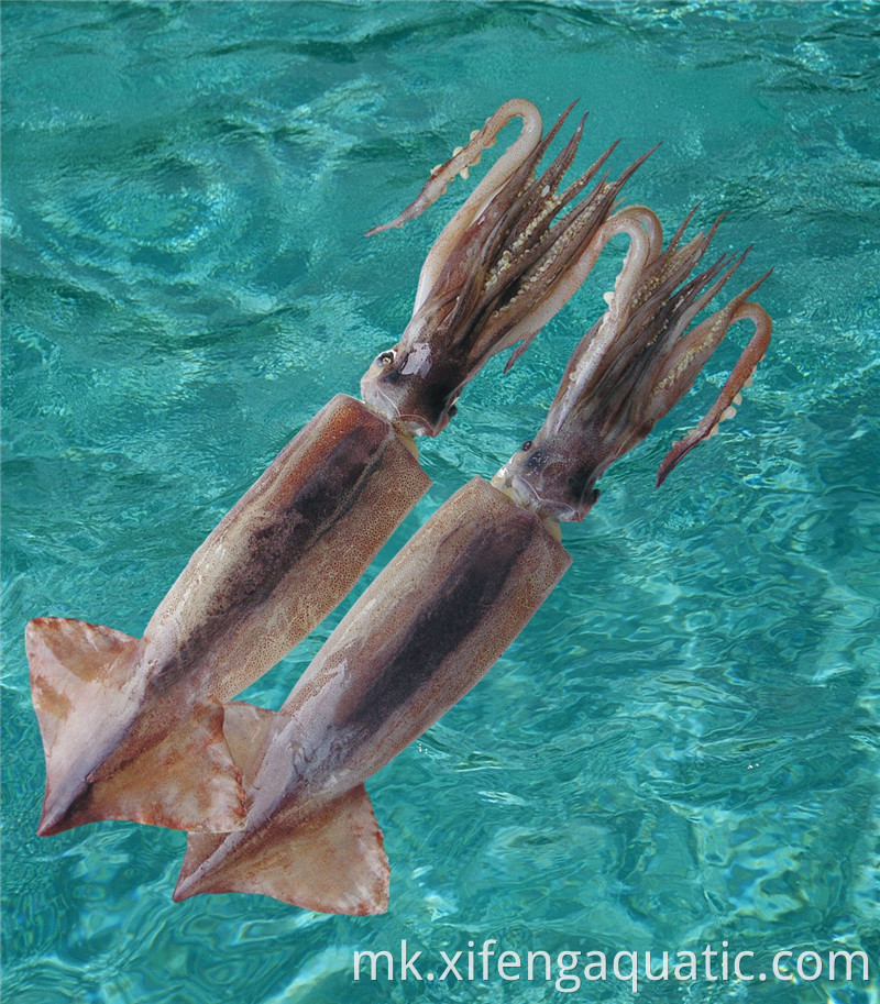 Todarodes Pacificus